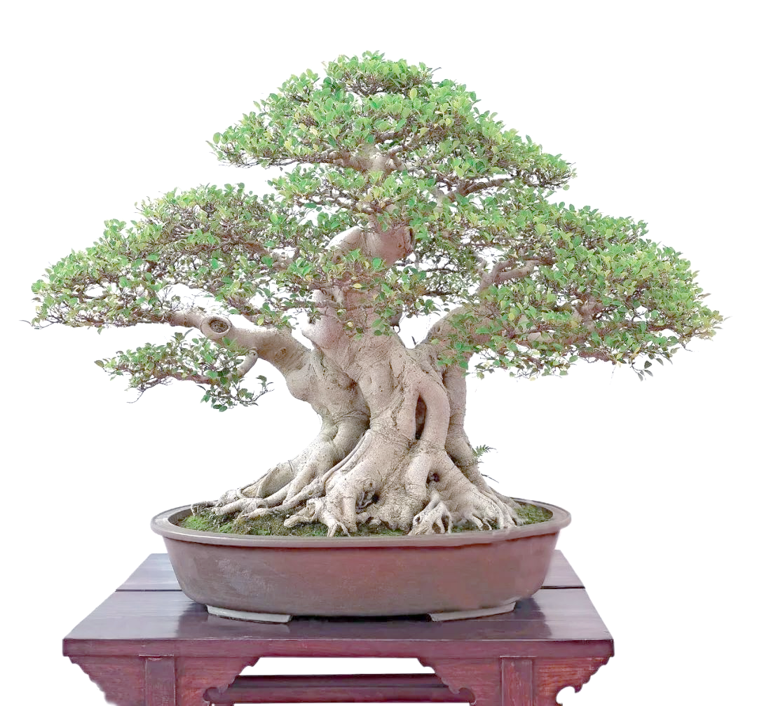 榕树盆景制作指南:从选土到造型技巧全解析