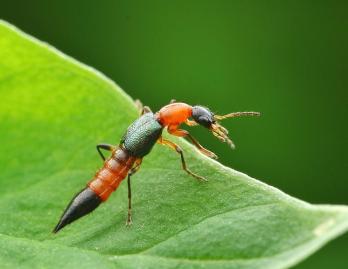 夏季毒虫图鉴,遇到它们要小心