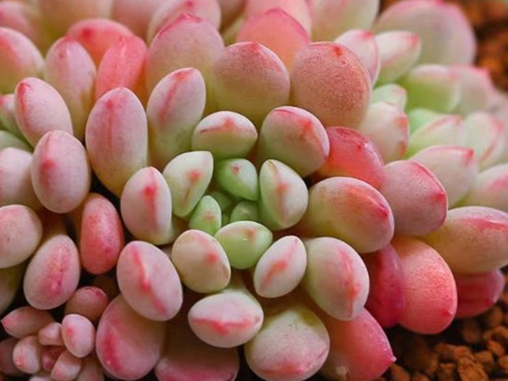 可爱的粉红胖多肉,父母都是明星,它却默默无闻,只因好养爱爆头