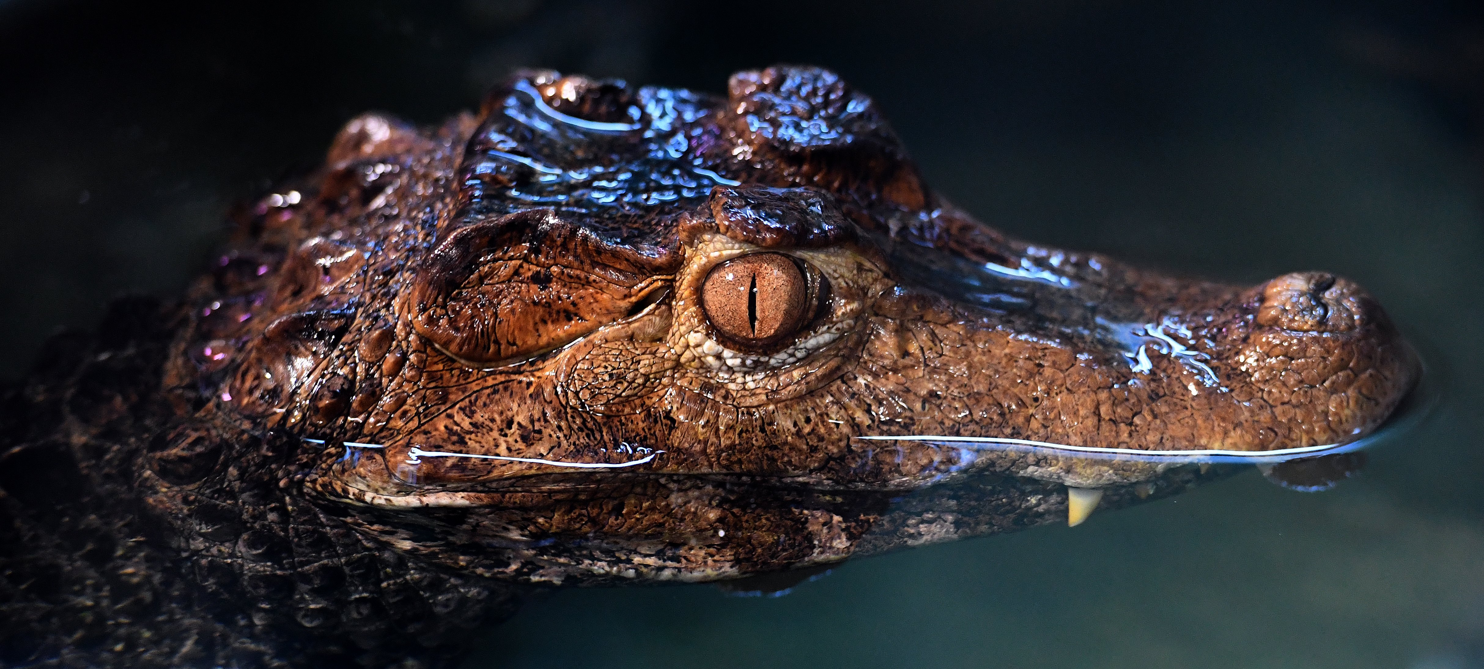 俄罗斯动物园里的爬行动物(2)