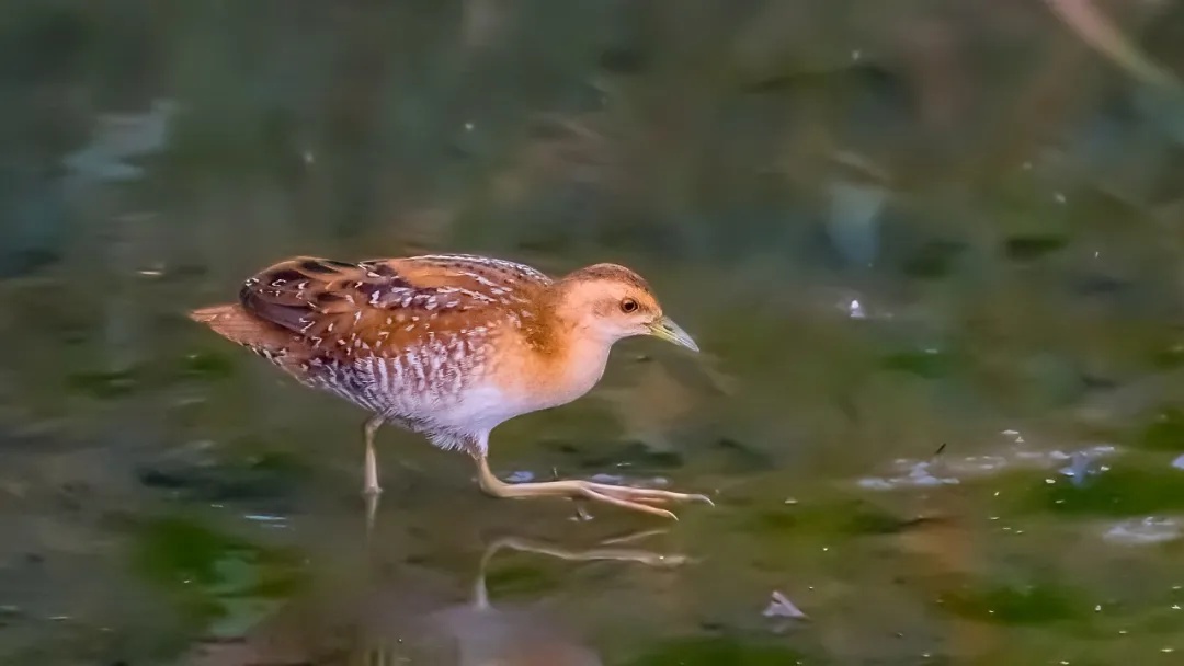 「山西鳥類圖鑑」|小田雞