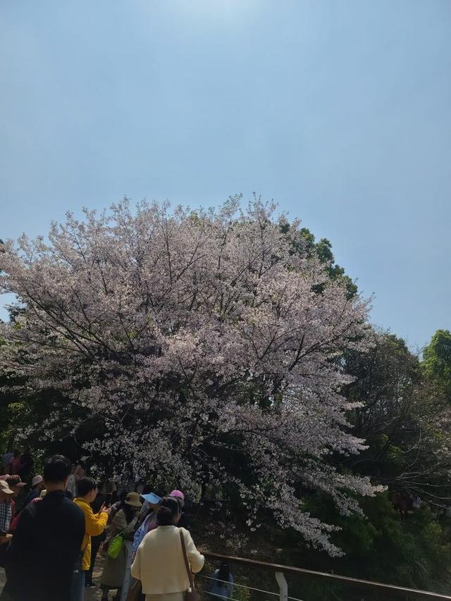 江西省林科院的樱花盛开了