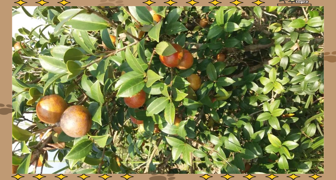 油茶树栽培技术