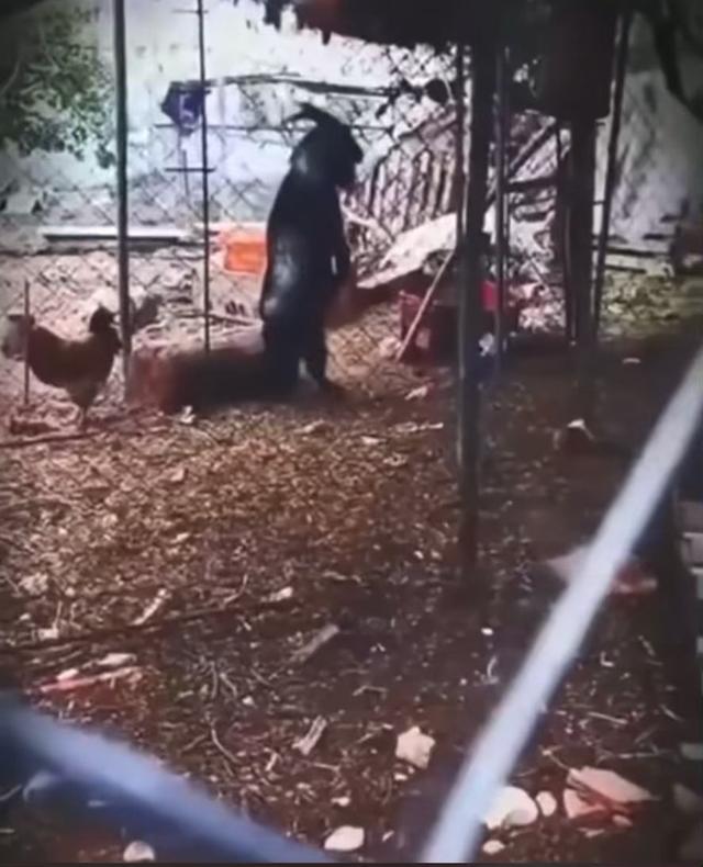 羊也会直立行走?日本黑羊学人类双脚走路,不止吃鸡,还吃鱼