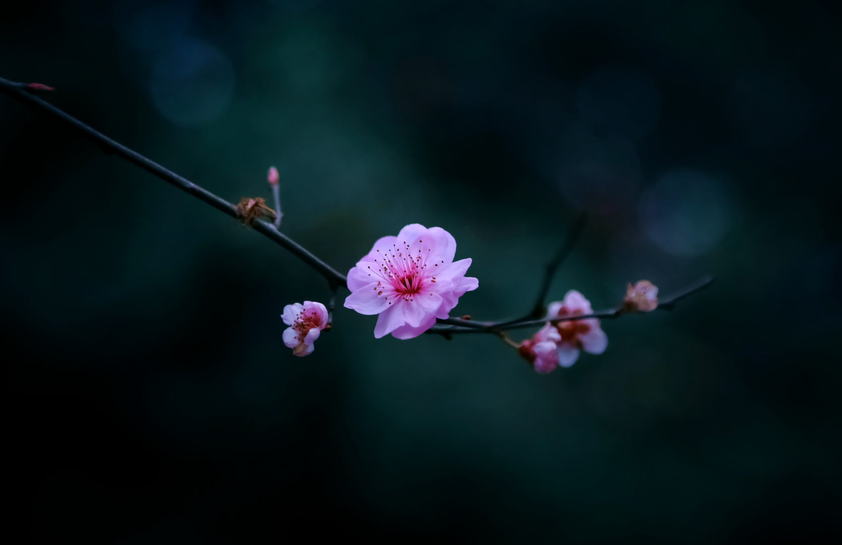 花草摄影,牢记这11个拍摄要领,让你的照片更加唯美雅致