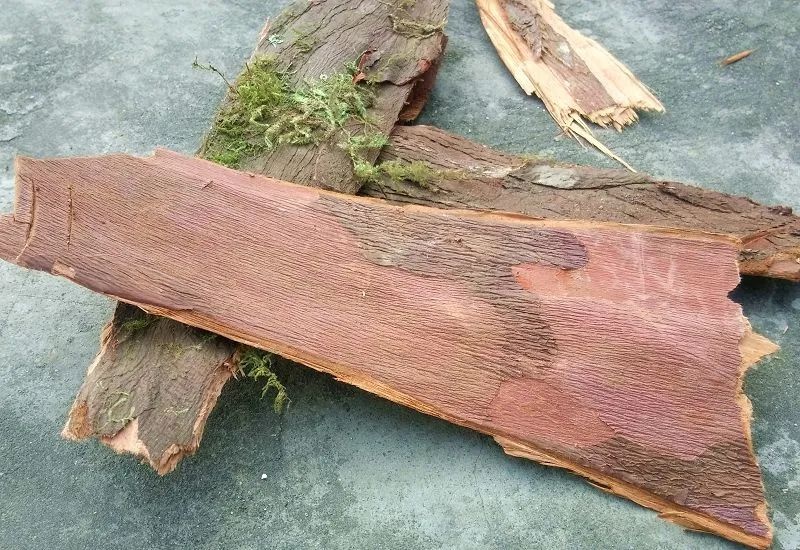 问医生:红豆杉树皮泡水可以治疗癌症吗?