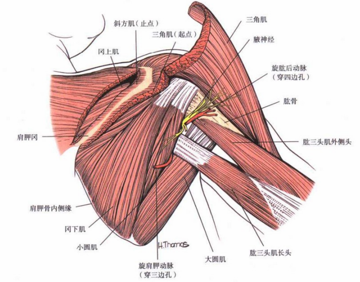 图文详解|肩关节后侧入路