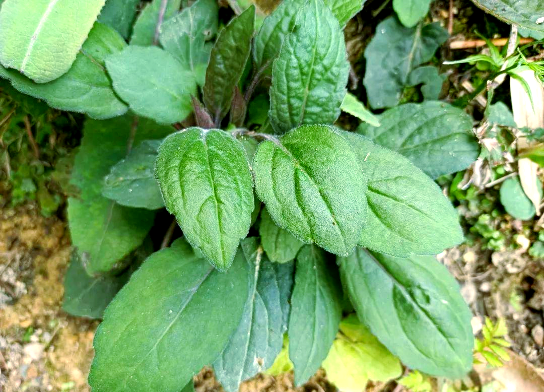 俗名"狗屎花"的野生植物,竟藏着宝藏般的"小人参"