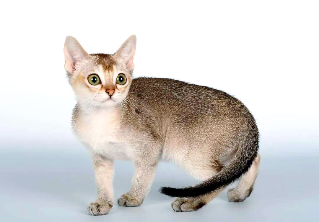 探秘世界上最小的家猫品种