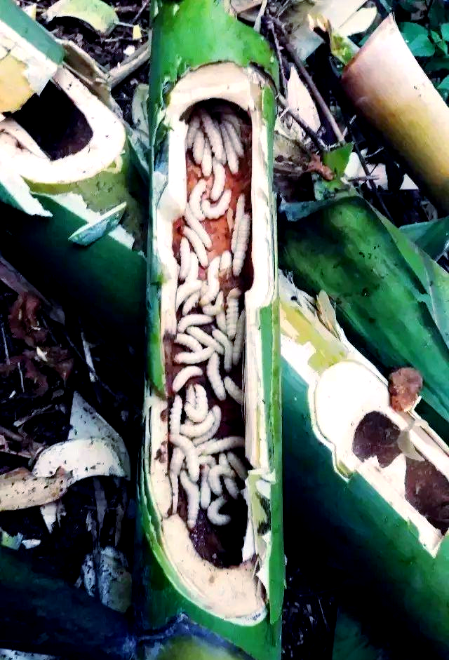 竹虫:从生长到美食的奇妙之旅