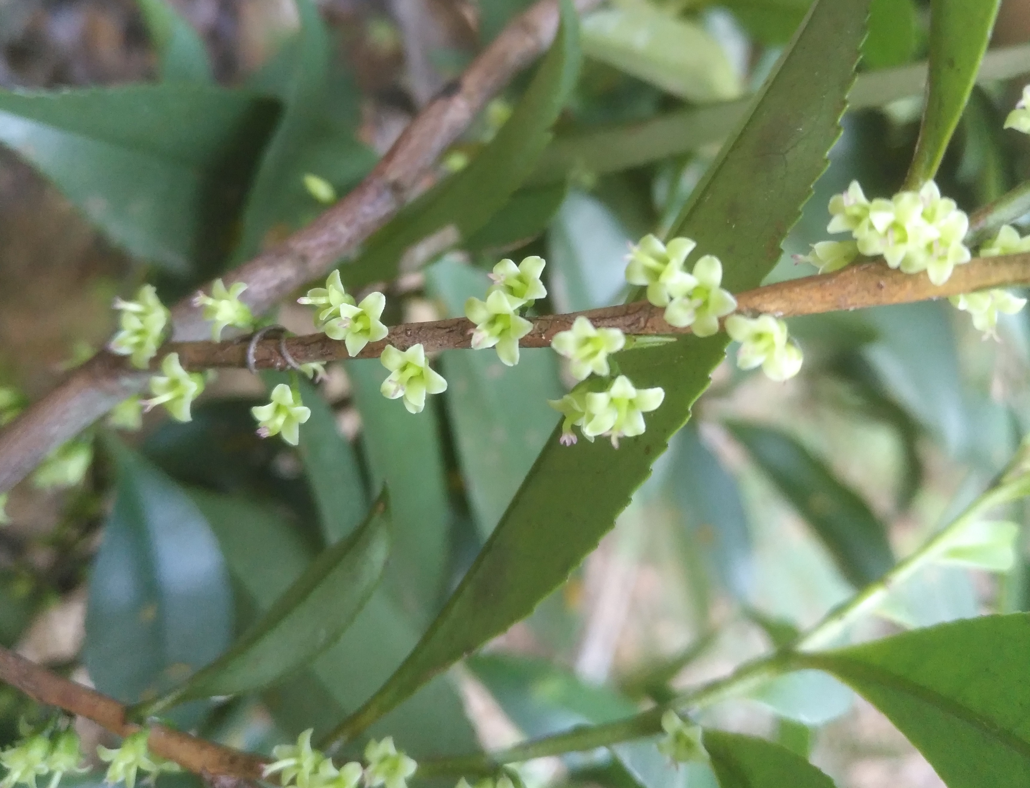 雌雄异株的柃属植物花图整理