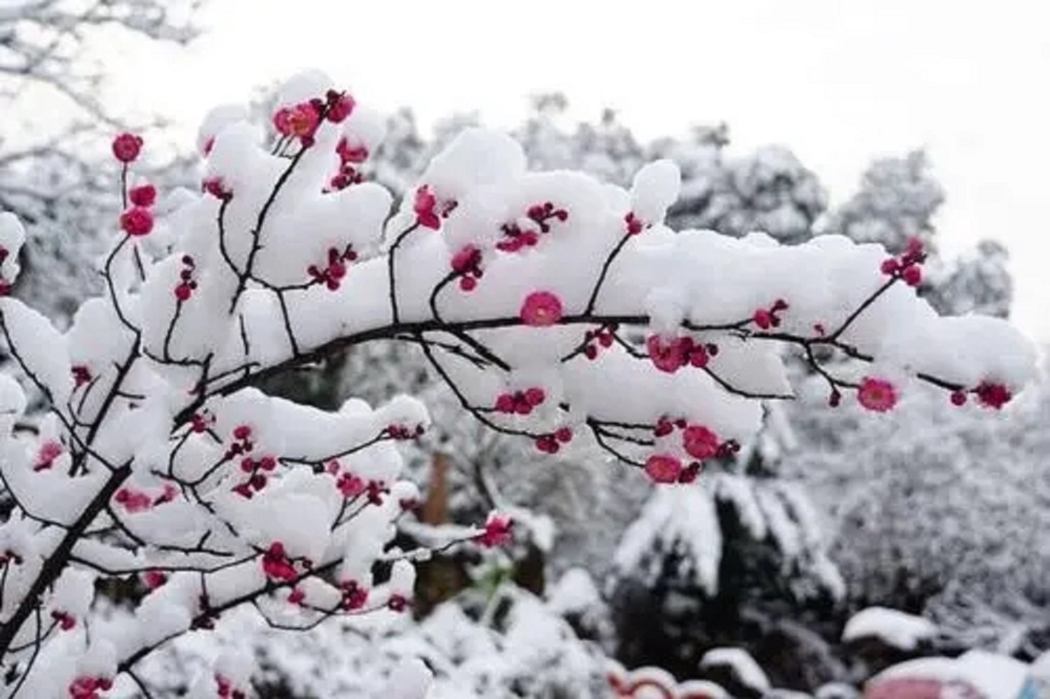 《梅花绝句·其二》 大雪皑皑