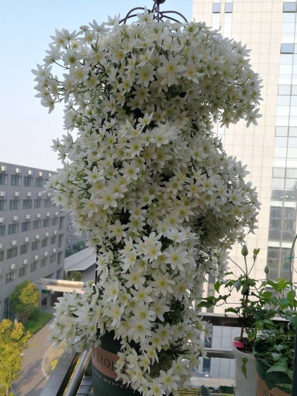 适合二月养的花 铁线莲 银币 来花早 花量大 阳台也能种 来自百家号 花声 不错网
