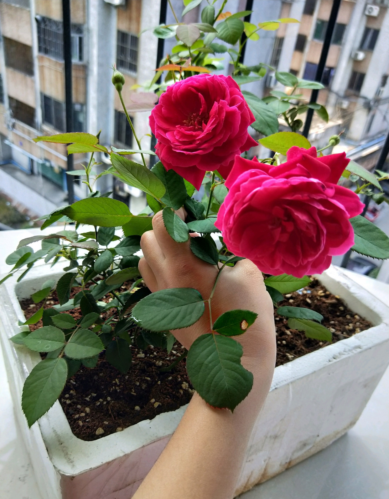 中国古老月季—软香红,不输欧月日月,丰花勤花,美丽又芳香!