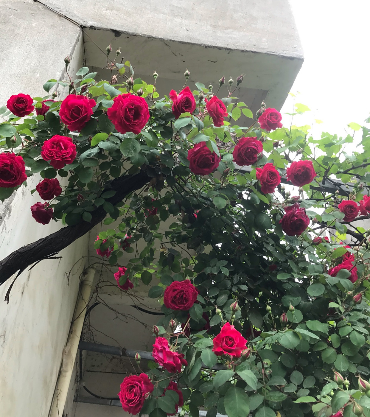 中国古老月季—软香红,不输欧月日月,丰花勤花,美丽又芳香!