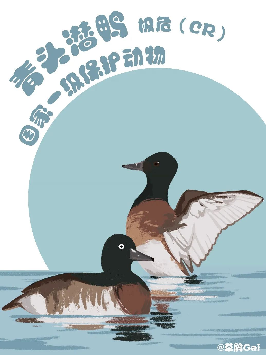 手绘插画|在中国,这10种水鸟正在摆脱濒危