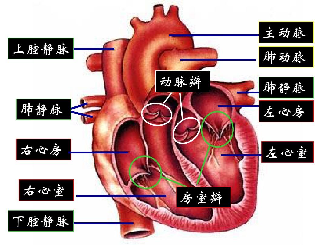 心脏的构造图解图片