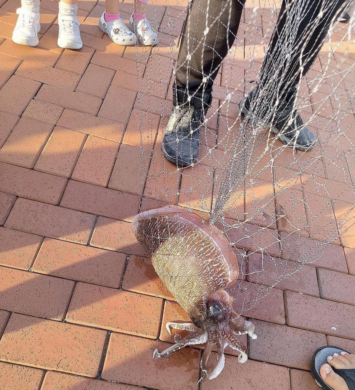 原来淡水能钓到八爪鱼的原因是这个!