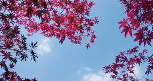 美国红枫树图片大全大图