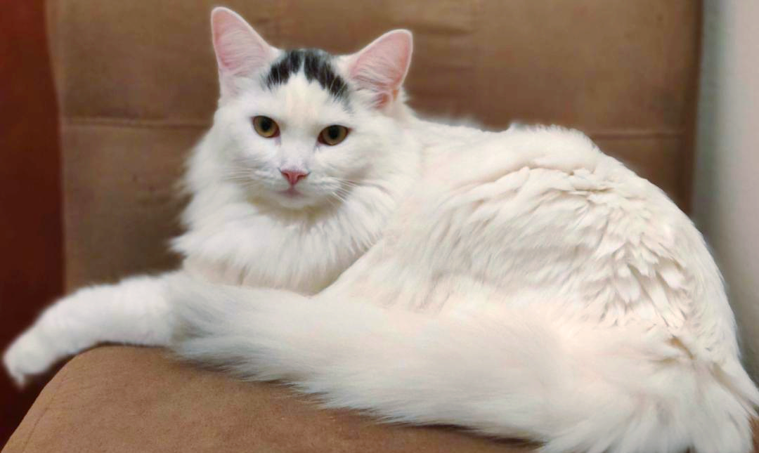 土耳其梵猫:优雅与力量的完美结合