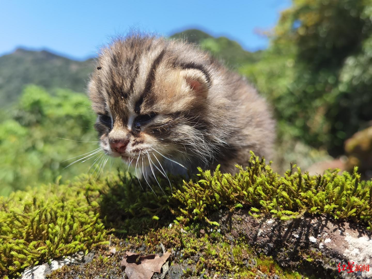 萌萌哒!村民巡山发现豹猫幼崽:它不怕人,遭近距离偷拍一点也不胆怯