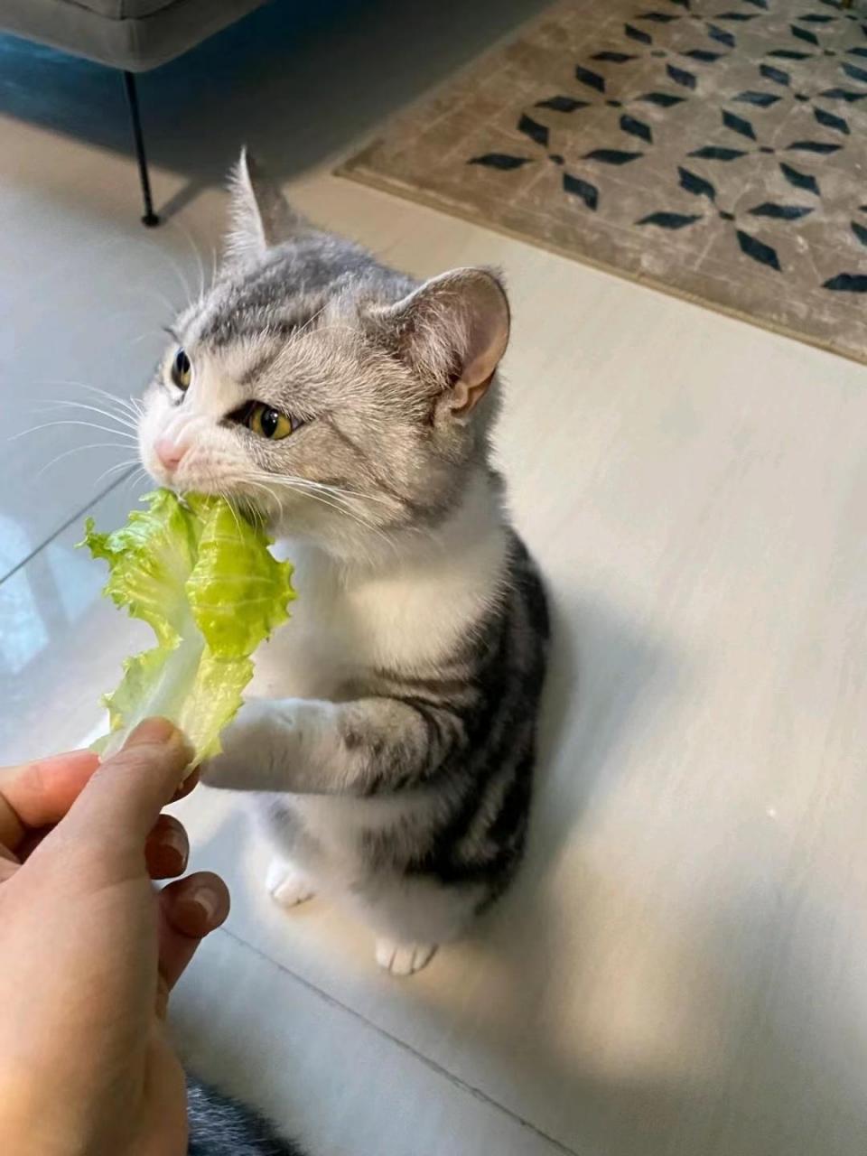 谁家小猫咪这么喜欢吃生菜啊?哈哈哈,吃的好香