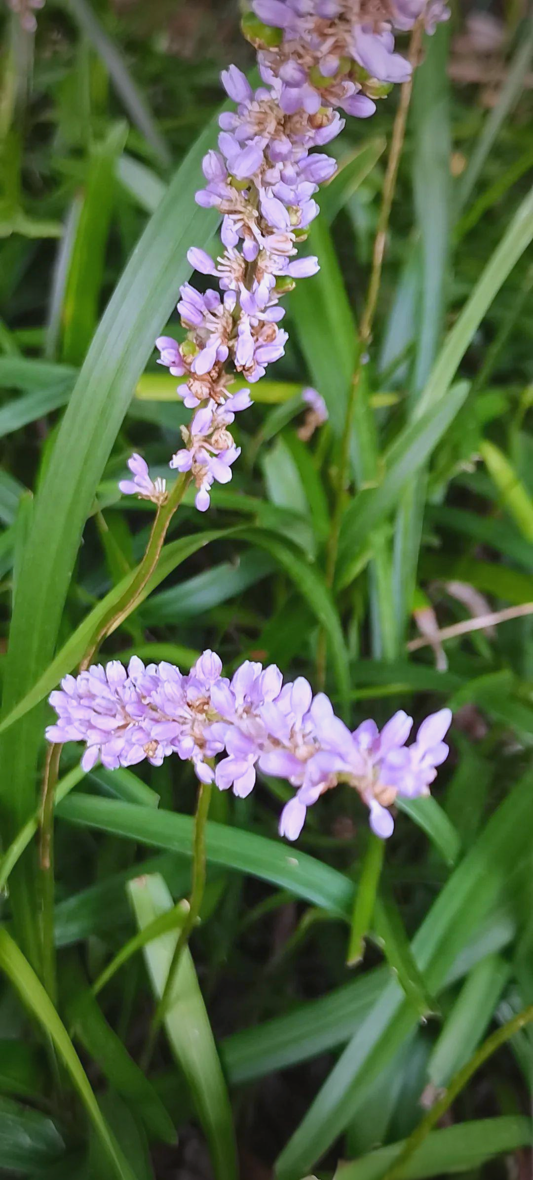 自然观察记录:聚宝山里发现巨大绵枣儿