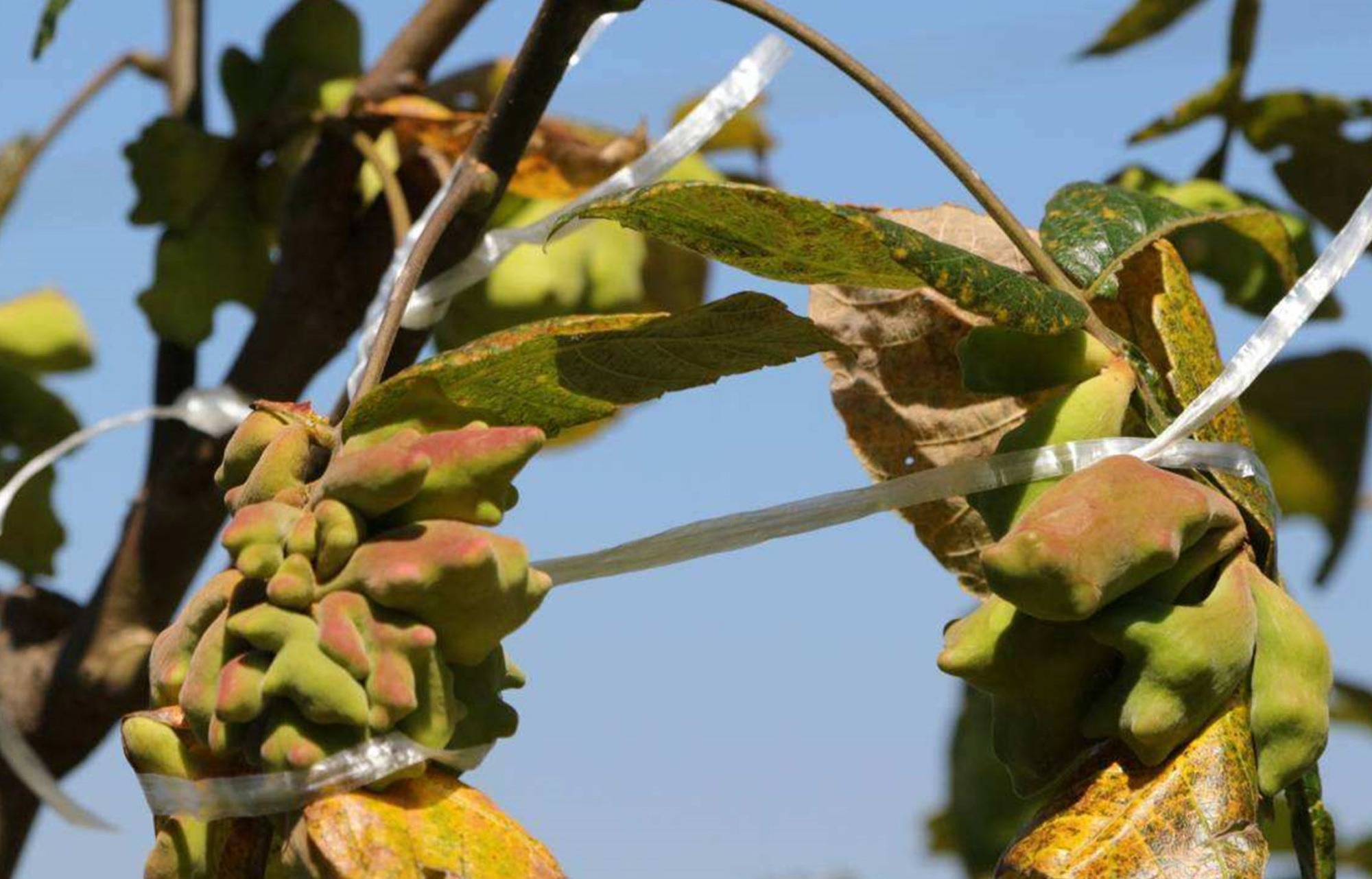 有谁在农村采摘过盐肤木上的"野果"?以前采摘扔掉,现在价格高
