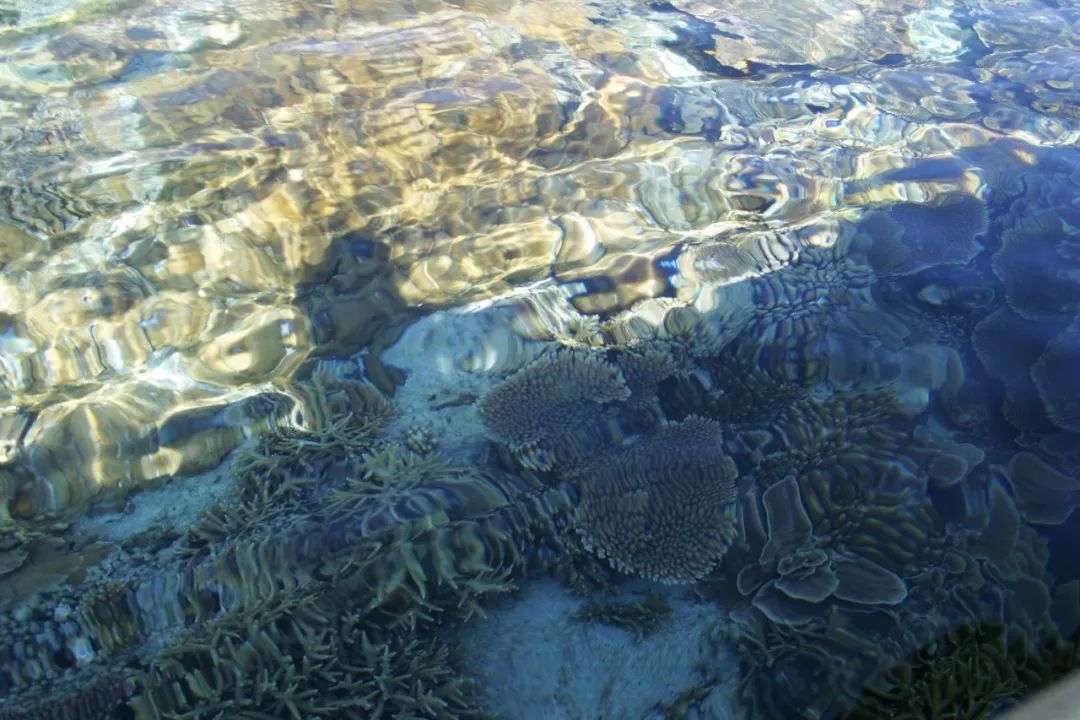 都很适合珊瑚的繁衍生长,仅西沙群岛的造礁珊瑚就有38属127种之多