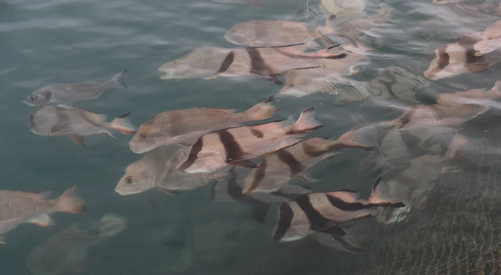 从捕鱼到牧鱼!惠州向海而兴!