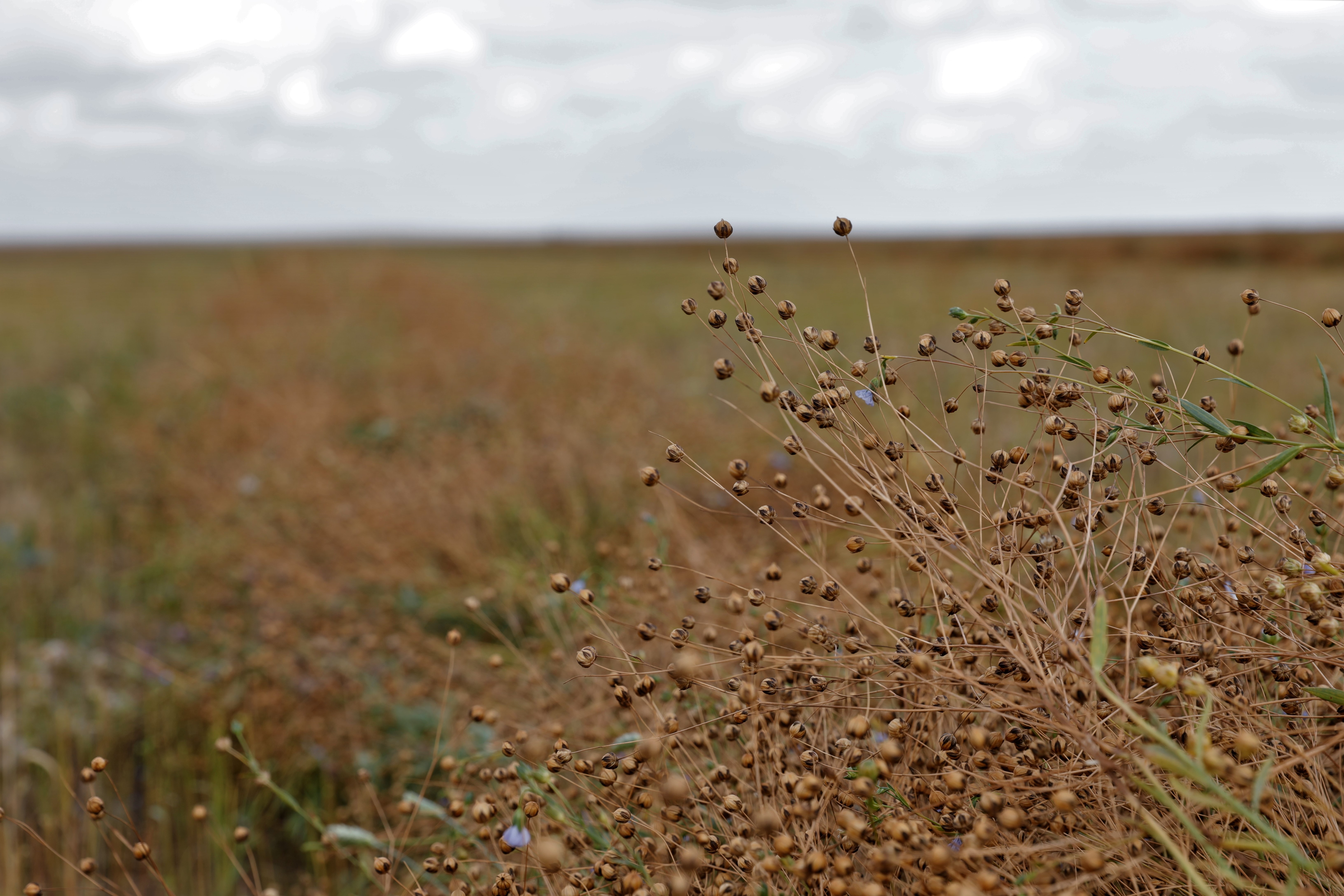 哈萨克斯坦亚麻迎来丰收