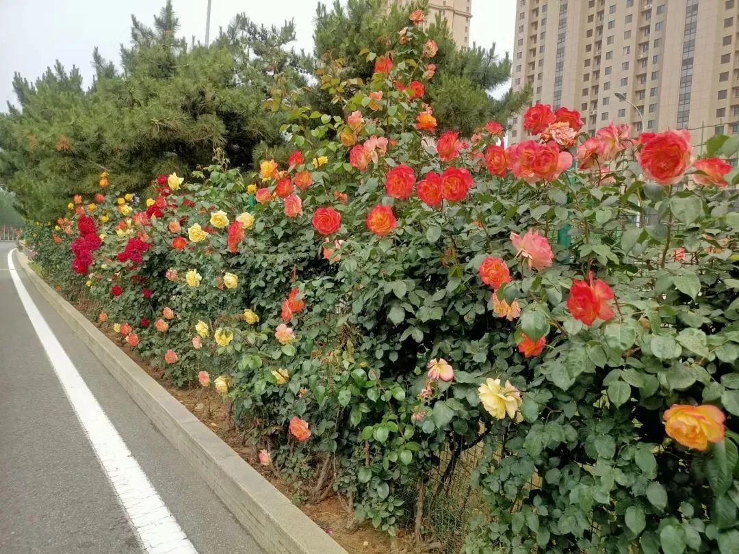 秦皇岛:花开满城 一路生香