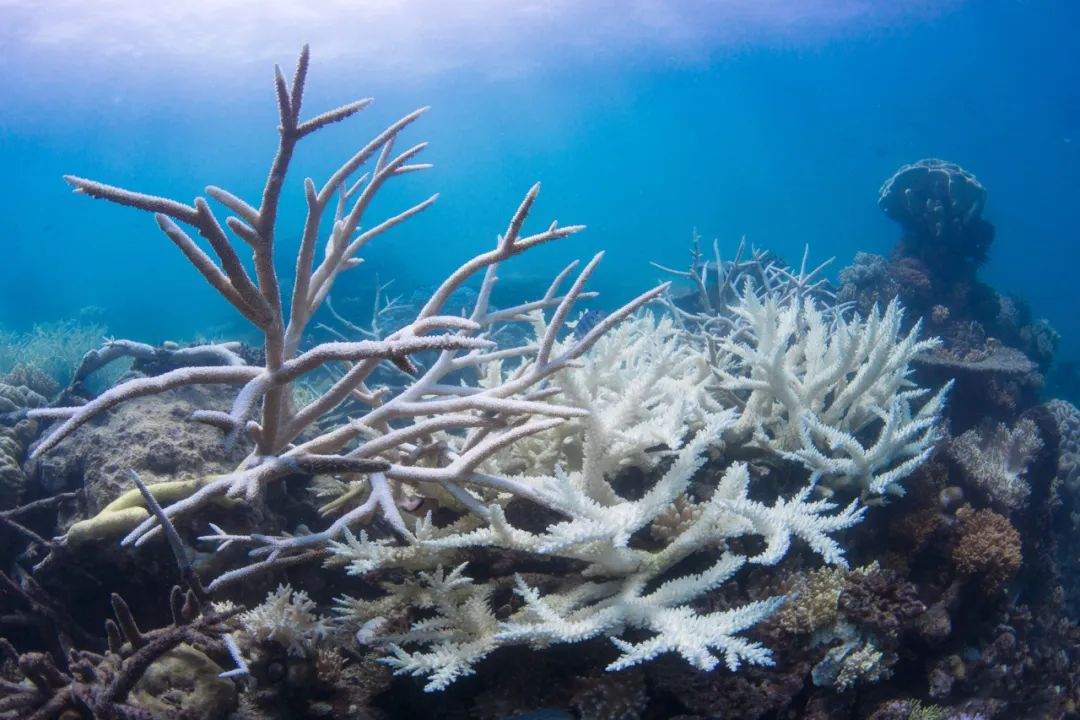 珊瑚礁的骚动:珊瑚大量白化后爆发鱼类大战