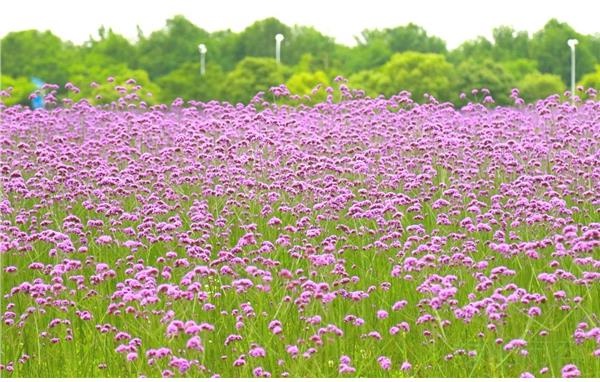 奉贤区西渡街道紫色花海迎来盛开期