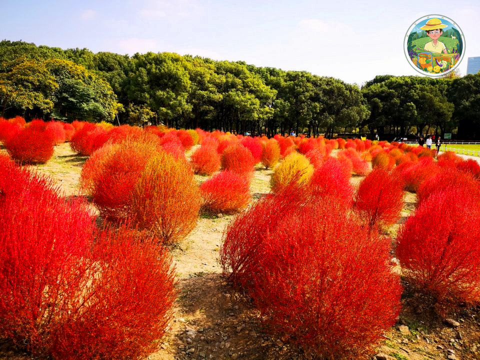 红地肤,让夏,秋两季绚烂多彩!