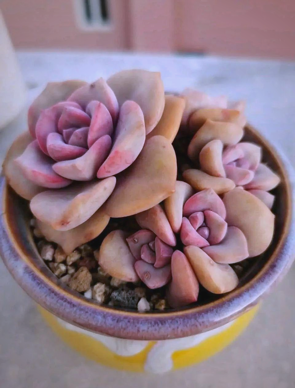 多肉彩虹为什么那么贵