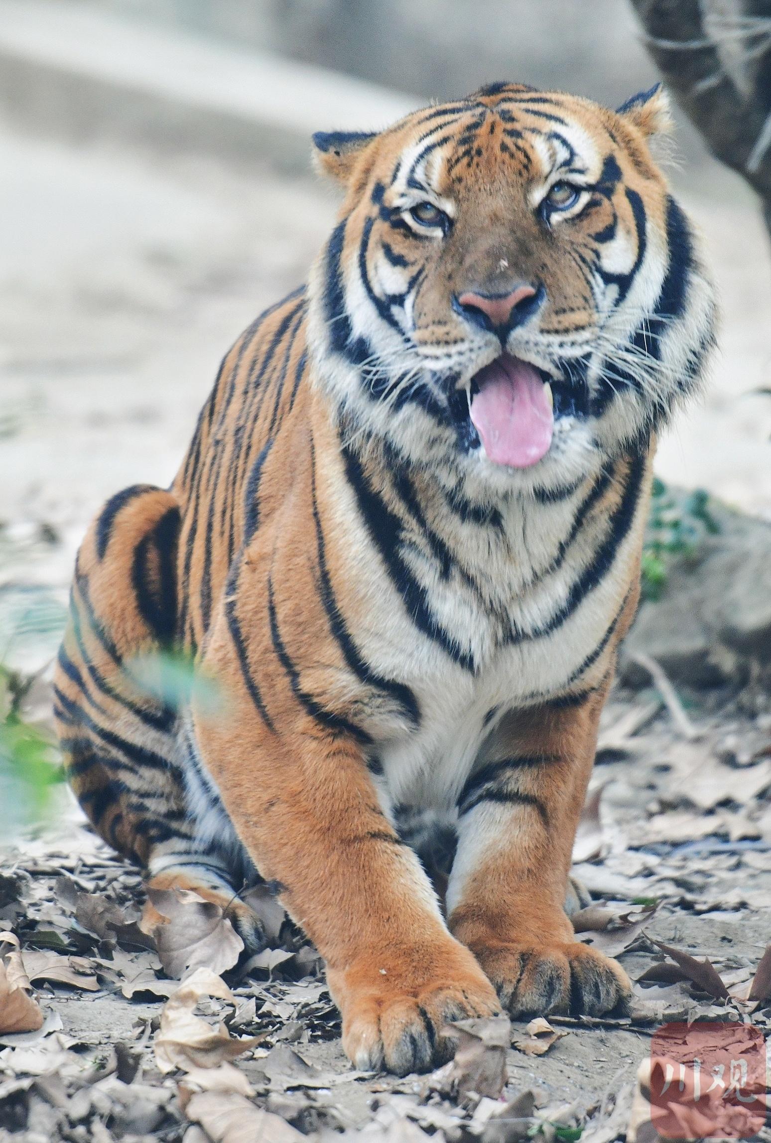 川虎生福 农历虎年将至成都动物园一睹"虎威"