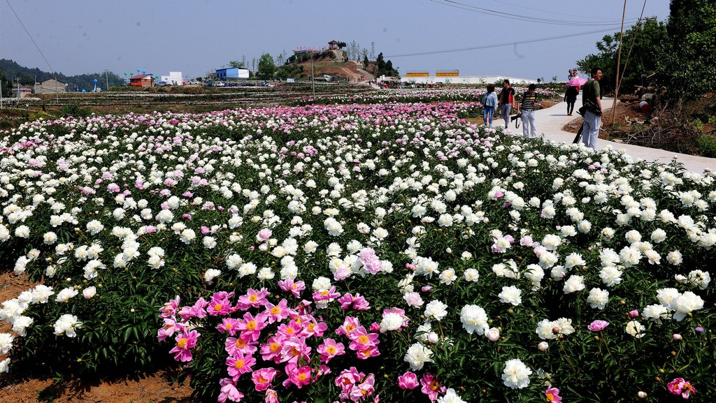 中江玉兴镇芍药花地址图片