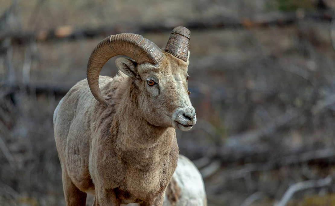 科学家发现雄绵羊长寿秘诀,或适用于人类,却令人无比纠结