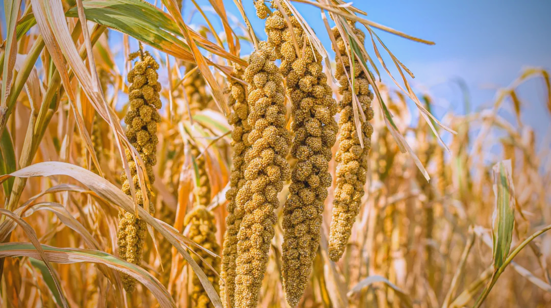 正宗陕北米脂黄小米,口感香醇,营养丰富!