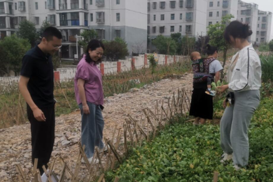 和美城乡 四大行动|丹寨县委副书记陈尚京到金泉街道调研