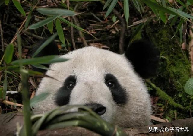 大熊猫龙古家族,一脉单传,成员不多,稳定输出美貌!