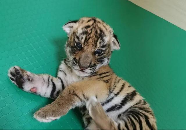 出生25天的华南虎宝宝:给我取个名字吧