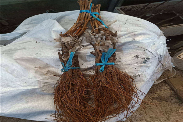 水晶葡萄苗枝条粗壮直立 强旺 颗粒大分枝多 丰产