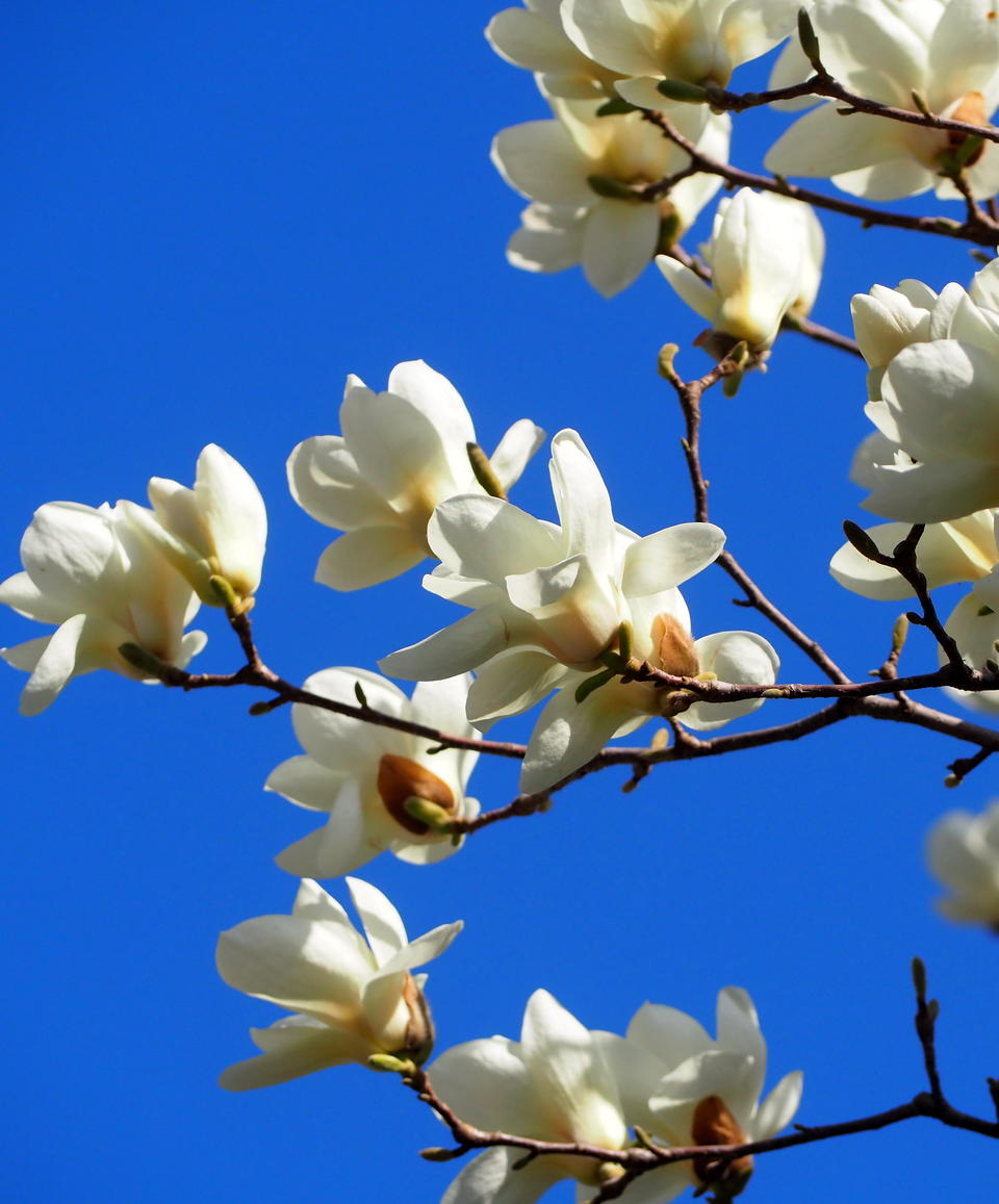 3月末迎灿烂阳春