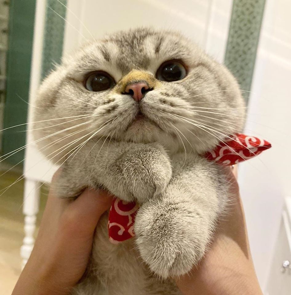 超q圆脸猫一抱溢出双层肉,网友:好想掐一把!