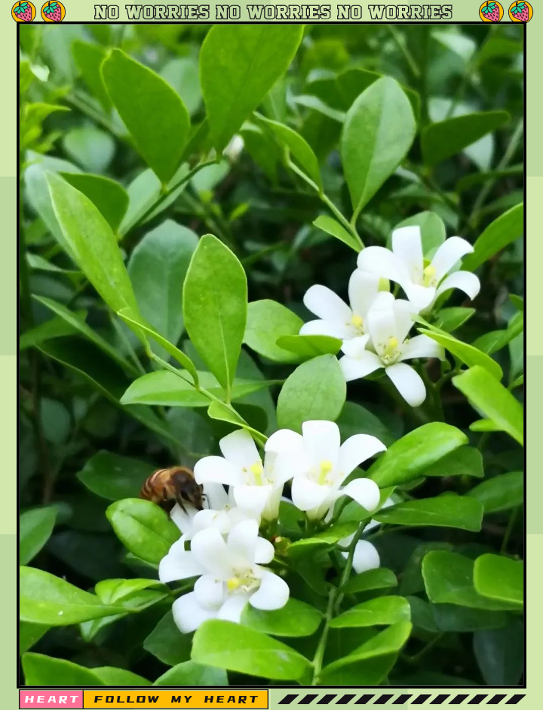 七里香:以香为名的自然之美