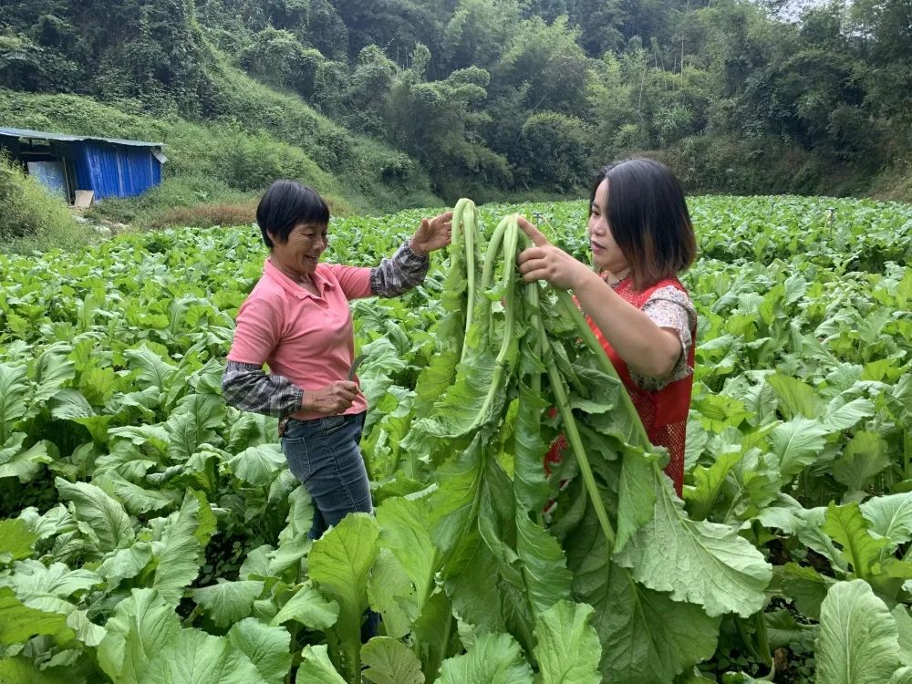 气象服务直通广宁扶楼大芥菜种植基地
