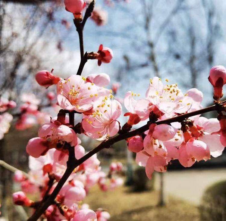 杏花长什么样子的图片图片