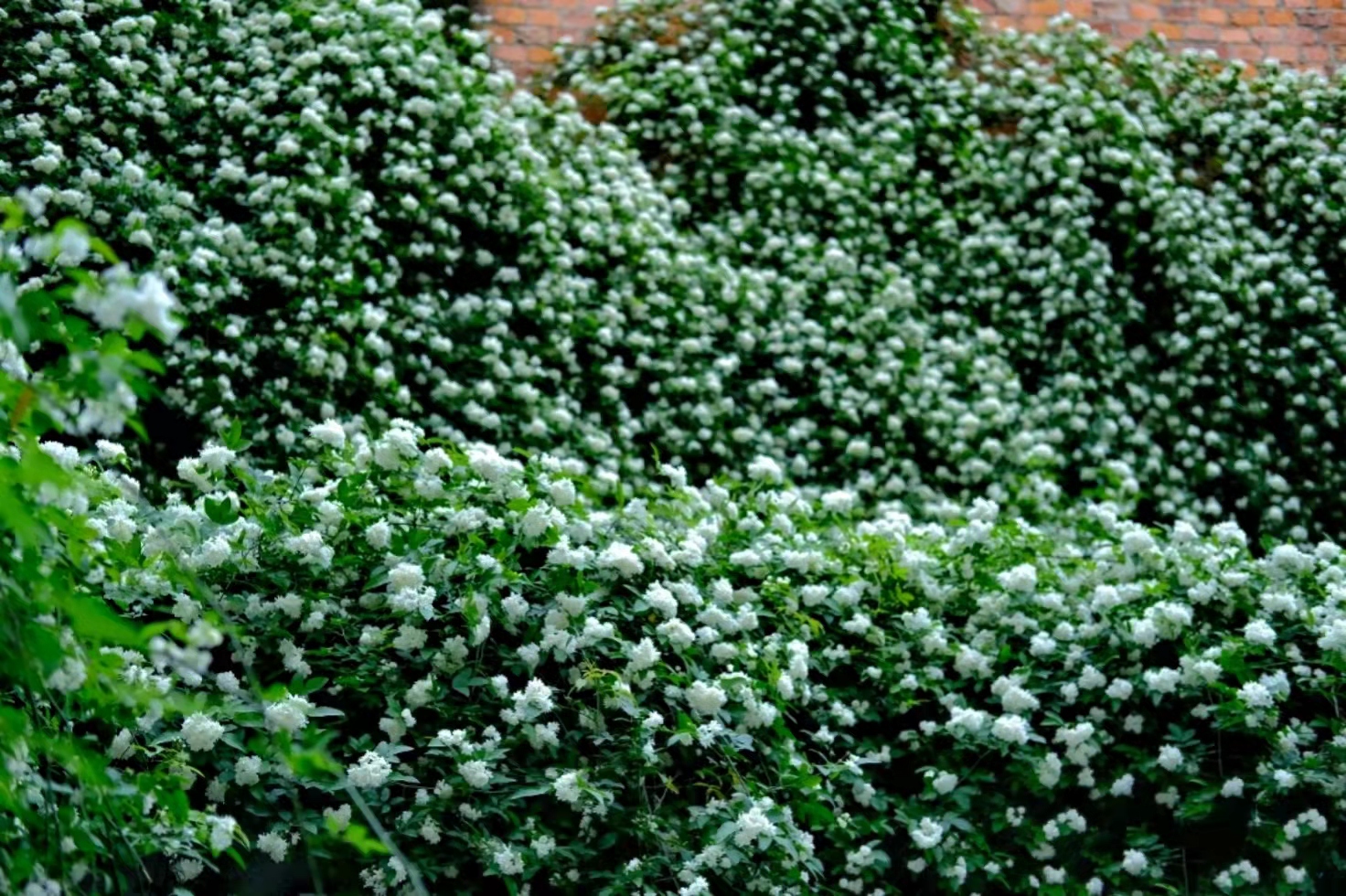 地铁口发现一处白色木香花,流淌的"花瀑布"一样,太壮观了